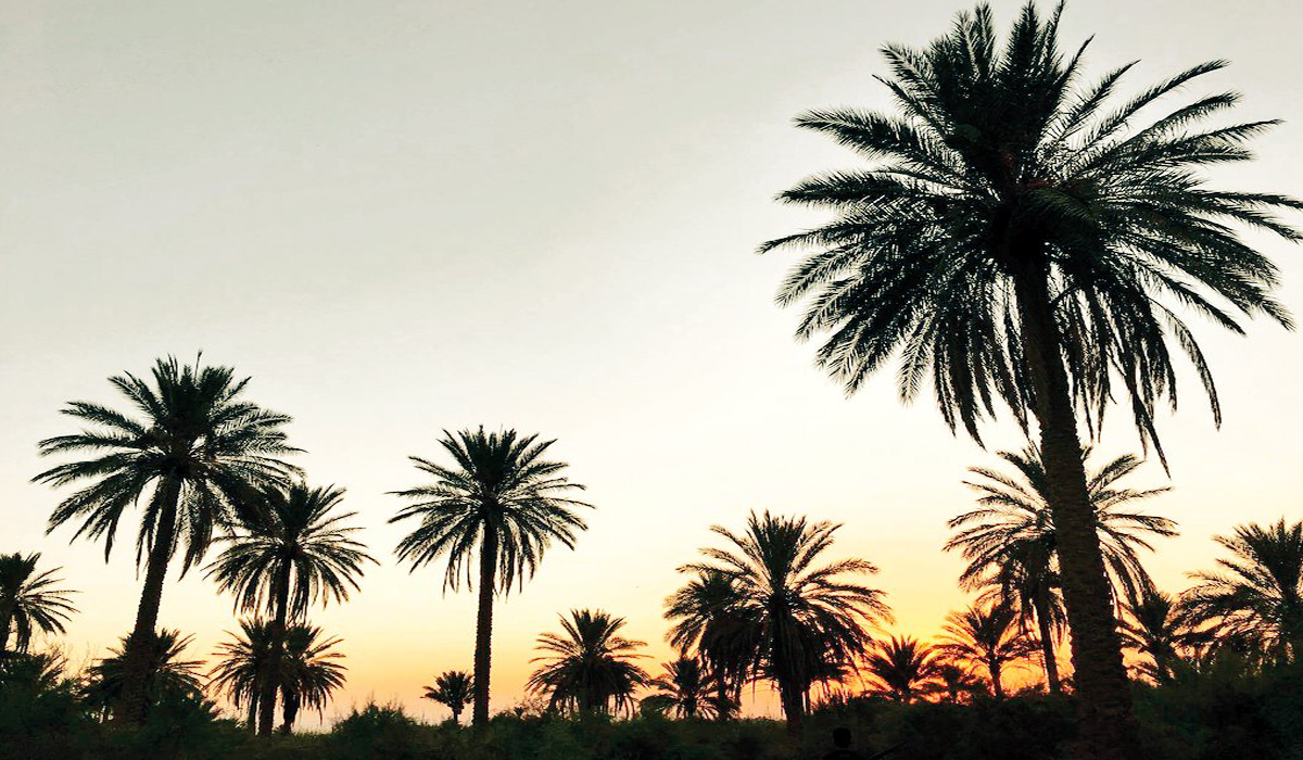 النخيل في البلاد الإسلامية