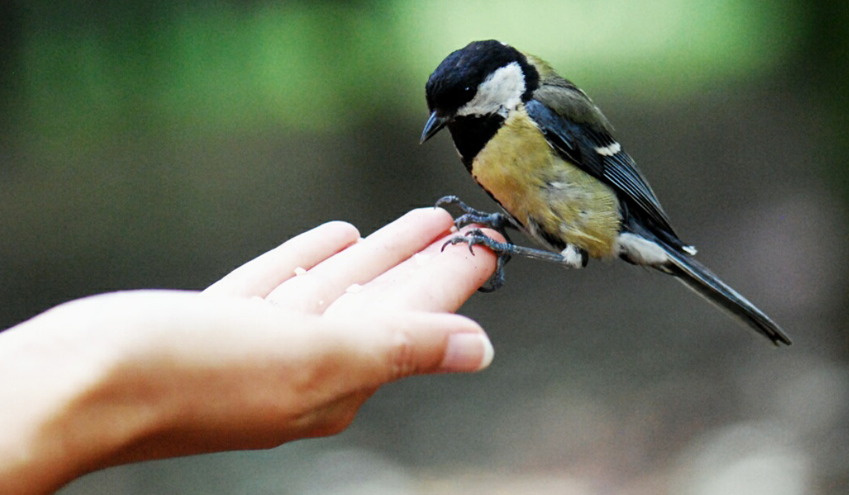 الإسلام وحقوق الحيوان